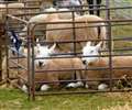 Sheep worth thousands of pounds stolen