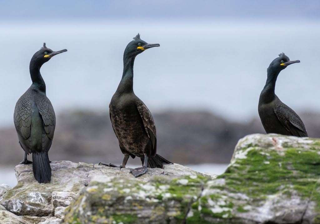 Scotland holds numerous internationally important populations of protected species, including the study's focal species, the European shag Picture: Aberdeen University.