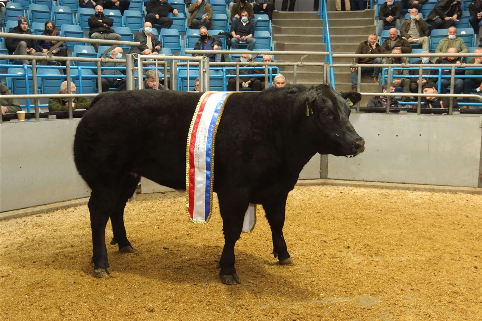 The champion was a Limousin cross heifer of Andrew Anderson, Smallburn Farms, Elgin.  Photo: David Porter