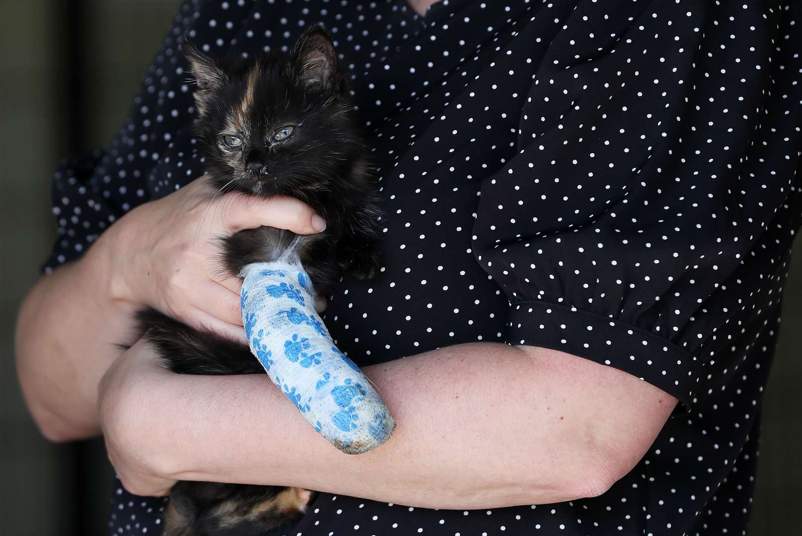 Shadow the kitten is undergoing treatment for an injured paw at the USPCA’s facility in Newry (Brian Lawless/PA)