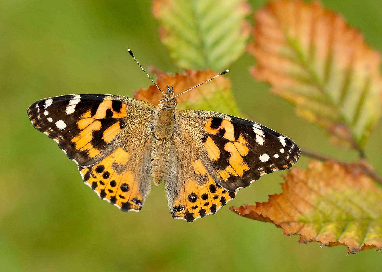 Painted Lady. Picture courtesy of Iain Leach
