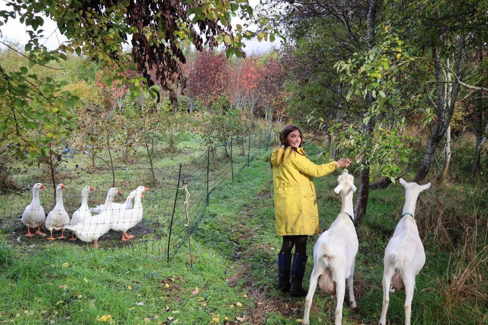 Rosa Bevan leading her dairy goats.