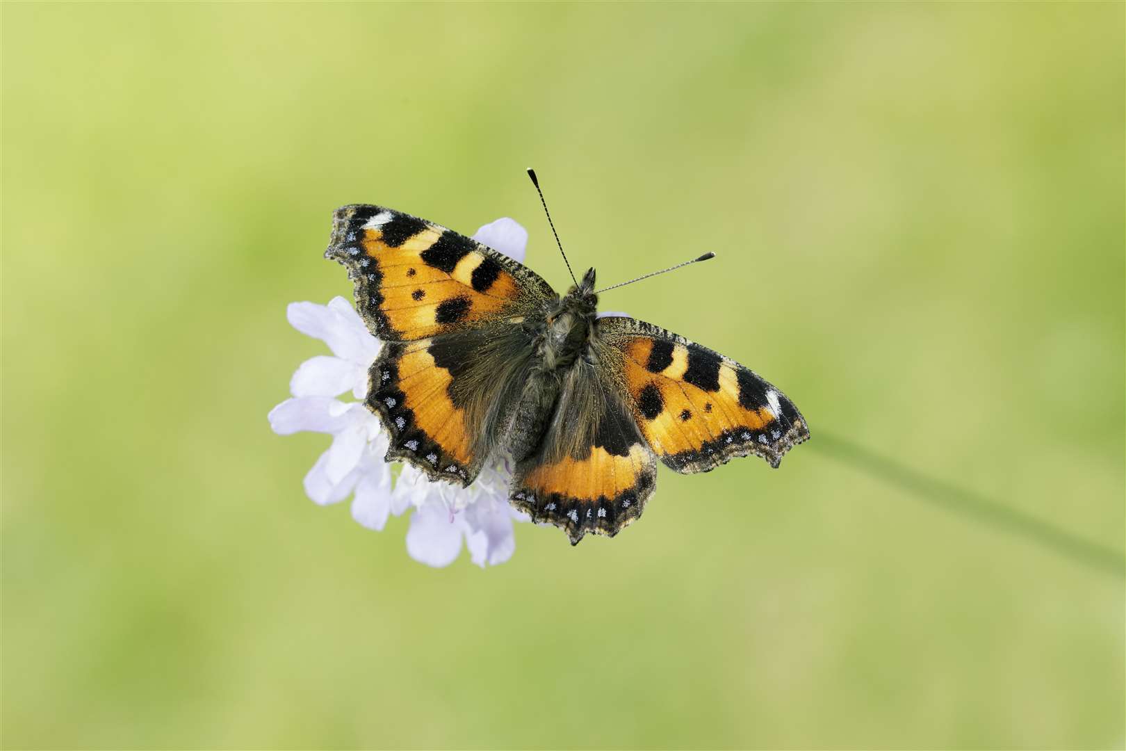 People have been encouraged to get involved with the Big Butterfly Count.