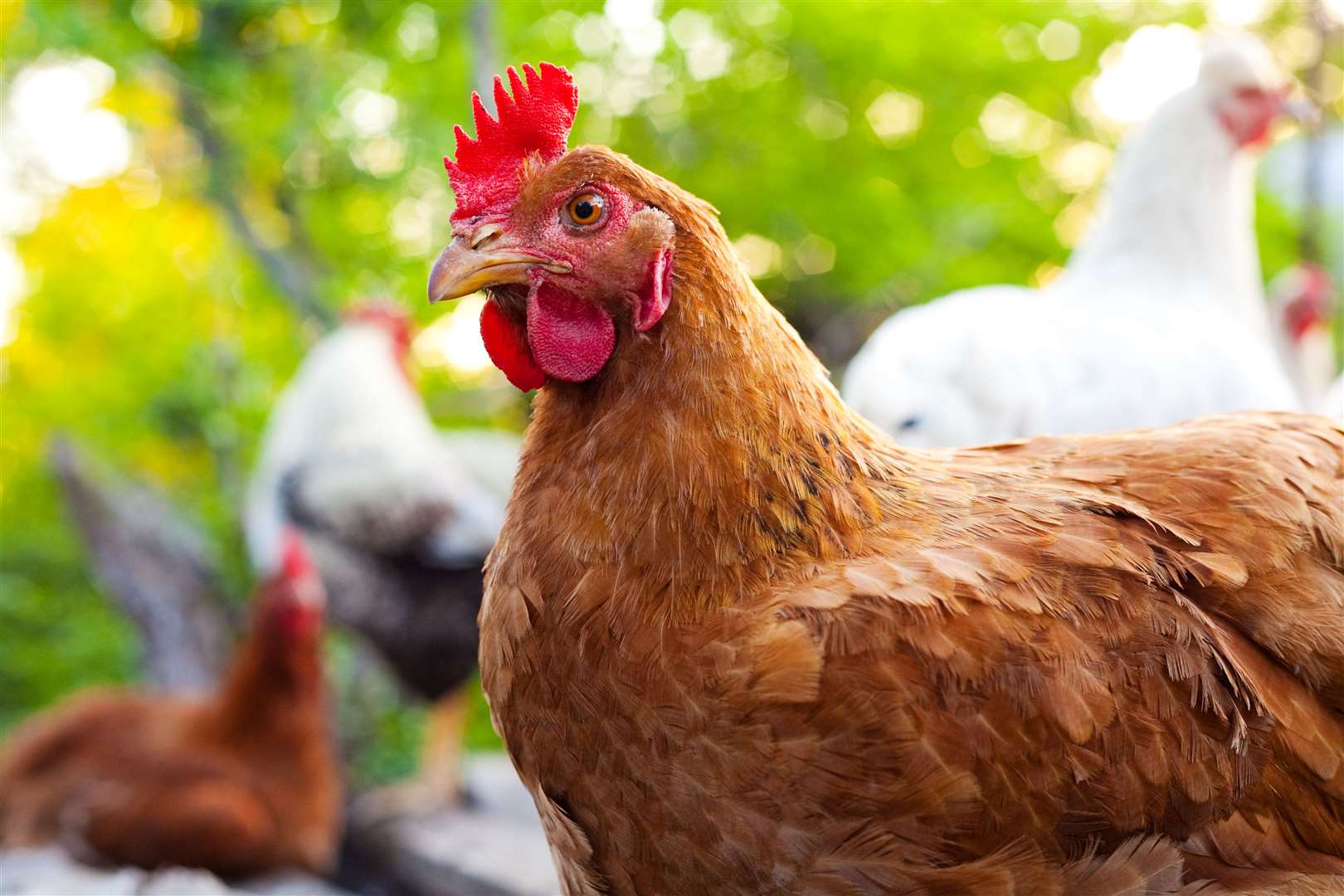 Poultry and other captive birds will need to be registered as of September.