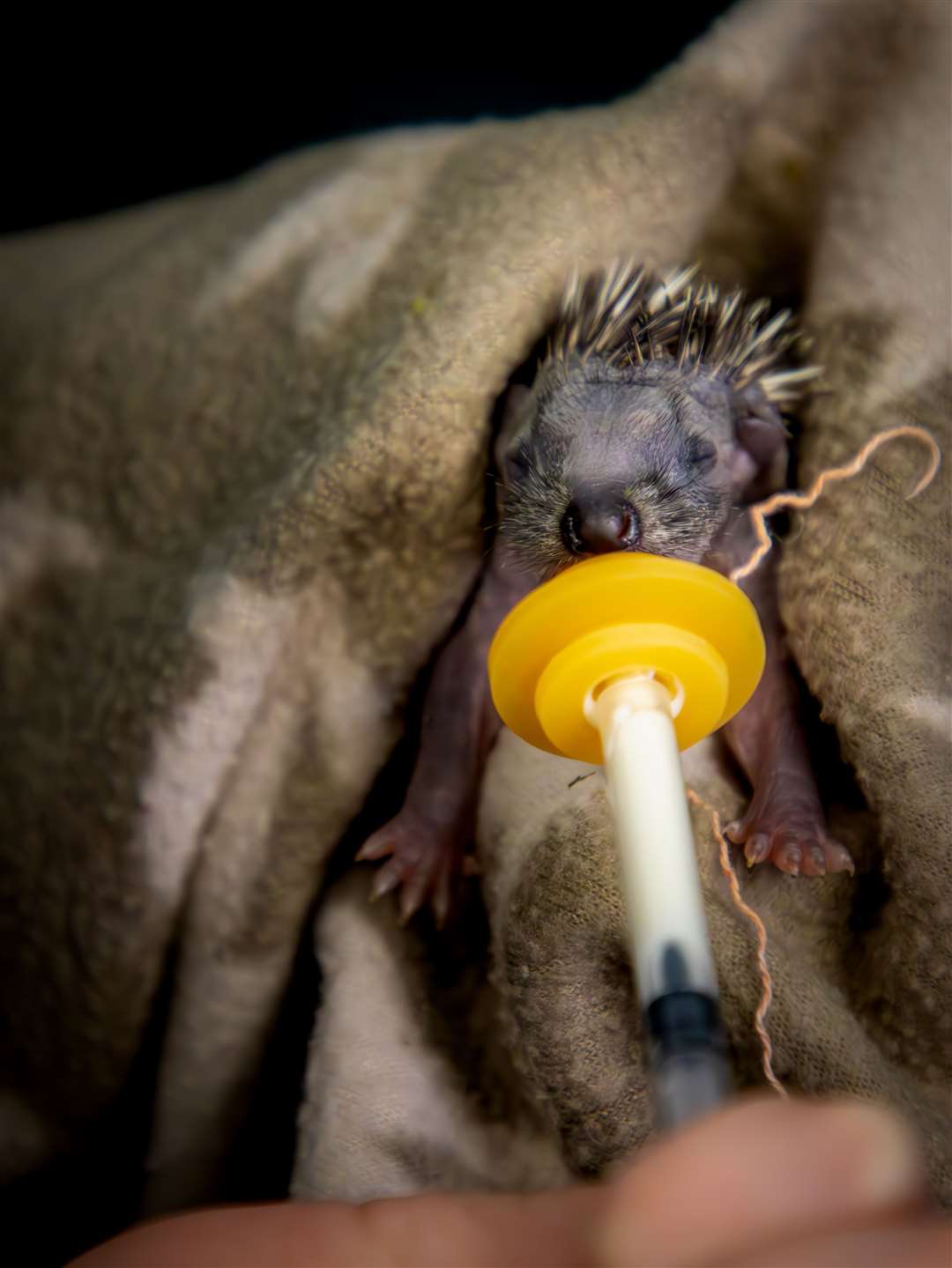 Many hoglets need help getting their weight up to survive the winter months. Picture: Scottish SPCA