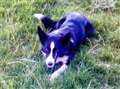 Fourth stolen sheepdog recovered