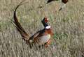 National Bird Flu declaration updated to include controls for pheasants 