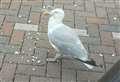 Scottish SPCA appeal for help tracing gull