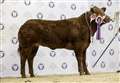 Strong entries destined for the Royal Northern Spring Show