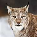 Lynx effect prompts concern