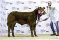 Cross heifer is a rising star at cattle show