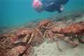 Mass gatherings of spider crabs ‘not dangerous to humans’