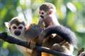 Government seeks to introduce pet monkey ban