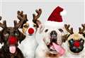 Christmas can be lethal time for your pets so keep them safe