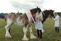 Clydesdale show's success at its new home in Aberdeenshire