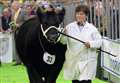 Aberdeen-Angus breeders praised at the Black Beauty Bonanza 