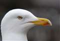 Moray Tories want Holyrood funding to tackle gulls