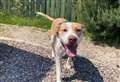 Energetic Angus sets the pace in hunt for forever home