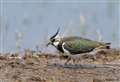 MERLIN: Work is required to bring lapwings back from the brink