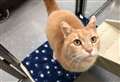 Adorable Oaty on hunt for 'purr-fect' forever home