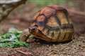 Three-legged tortoise settles into new life on wheels at zoo