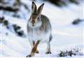 Greater protection for iconic hares