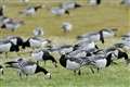 Avian flu threatens survival of some bird species in Scotland, study suggests