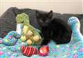 SSPCA's Aberdeenshire centre makes urgent appeal for kitten items