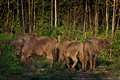 Bison take to new Kent woodland home in scheme to curb climate and nature crises