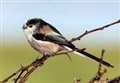Survey reveals a mild winter has helped the population of smaller garden birds
