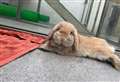 Regal rabbit Harold hoping to hop off to forever home