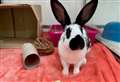 PET OF THE WEEK: Bubbly bunny George looking for his forever home