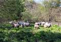 Sheep to be used to combat hogweed problem in Inverurie