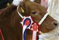 Laurencekirk Limousin takes home overall exhibition championship at the Spring Show