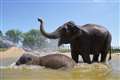Whiskers on an elephant’s trunk may help it feel and balance objects – study