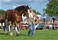 Four days of equestrian action will shine an international spotlight on Clydesdales in the north-east