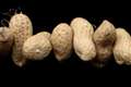 Peanut allergies may fall by 77% if babies weaned early on products – scientists