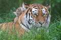 Tiger cubs explore their enclosure at Norfolk zoo