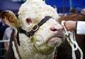Open competition added for Turriff Show stock judging