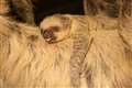Birth of baby sloth on New Year’s Day thrills London Zoo staff