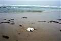 Aberdeenshire Council removing hundreds of dead birds from coastlines