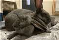 Bunnies keep looking for furever home
