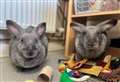 Big bunnies hope to hop off to forever home