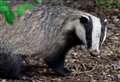Council call in experts to re-home road excavating badger family near Insch