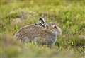 Two Aberdeenshire men sentenced after admitting using dogs to hunt wild hares