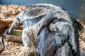 Rare anteater birth at Chester Zoo ‘incredibly positive news’ for species
