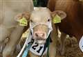 North-east cattle are judges choice at Turriff Show