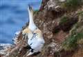 Gannet deaths at Troup Head spark bird flu concerns