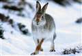 Charity welcomes the end of mountain hare killings