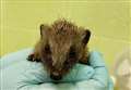 'Lookout for baby hedgehogs this autumn' plea from Scottish SPCA